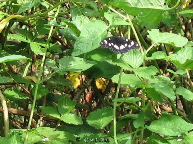 2007 05 Séjour en Brenne 066